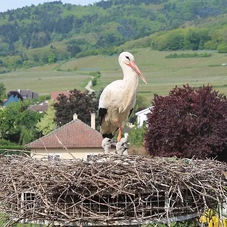 Sainte Hune Et Frühstückspension 3*